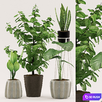 Plants 109 3D Model Vray