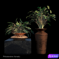 Philodendron Xanadu tropical set 3D Model Corona