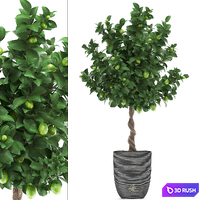 Plant collection 273. Citrus lime, Lemon tree, citrus, fruit tree, flowerpot, pot, outdoor, garden, park, landscaping, eco 3D Model Vray