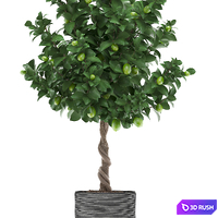 Plant collection 273. Citrus lime, Lemon tree, citrus, fruit tree, flowerpot, pot, outdoor, garden, park, landscaping, eco 3D Model Vray