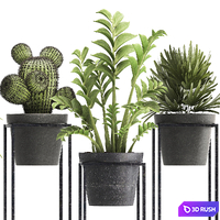 Plant collection 314. Small plants, pot, cactus, rapis, aloe, cireus, indoor, stand, concrete, pot, loft, Zamioculcas, Raphis Palm 3D Model Vray