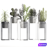 Plant collection 314. Small plants, pot, cactus, rapis, aloe, cireus, indoor, stand, concrete, pot, loft, Zamioculcas, Raphis Palm 3D Model Vray
