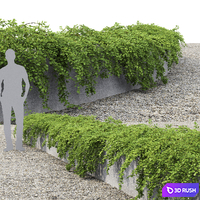 Cotoneaster 3D Model Vray, Corona