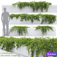 Cotoneaster 3D Model Vray, Corona