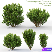 Cornus sanguinea Compressa # 1 3D Model Corona