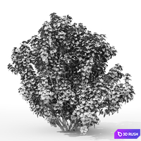 Cornus sanguinea Compressa # 1 3D Model Corona