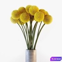 Craspedia 3D Model Vray