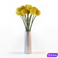 Craspedia 3D Model Vray