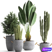 Collection of small plants in black concrete pots from Ravenala, concrete flowerpot, Cereus, cactus, oleander. Set 434. 3D Model Vray