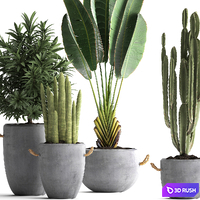 Collection of small plants in black concrete pots from Ravenala, concrete flowerpot, Cereus, cactus, oleander. Set 434. 3D Model Vray