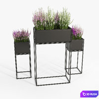Heather 3D Model Corona