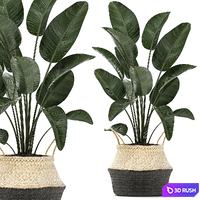 A small lush beautiful indoor Strelitzia in a black basket with handles with a banana palm, ravenala. Set 483. 3D Model Vray