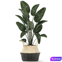A small lush beautiful indoor Strelitzia in a black basket with handles with a banana palm, ravenala. Set 483. 3D Model Vray