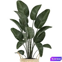 A small lush beautiful indoor Strelitzia in a black basket with handles with a banana palm, ravenala. Set 483. 3D Model Vray
