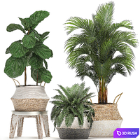 A collection of beautiful small ornamental plants in white baskets with handles with palm, Howea , Ficus lyrata. Set 486. 3D Model Vray
