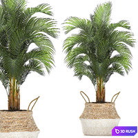 A collection of beautiful small ornamental plants in white baskets with handles with palm, Howea , Ficus lyrata. Set 486. 3D Model Vray
