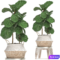 A collection of beautiful small ornamental plants in white baskets with handles with palm, Howea , Ficus lyrata. Set 486. 3D Model Vray