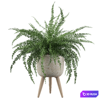 Plants collection 007 - Fern indoor 01 3D Model Vray, Corona