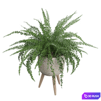 Plants collection 007 - Fern indoor 01 3D Model Vray, Corona