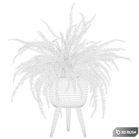 Plants collection 007 - Fern indoor 01 3D Model Vray, Corona