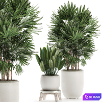 Beautiful small lush ornamental palm bushes in a white modern pot with strelitzia, Rhapis. Set 502. 3D Model Vray