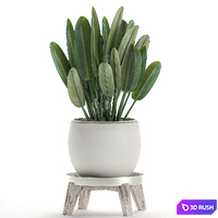 Beautiful small lush ornamental palm bushes in a white modern pot with strelitzia, Rhapis. Set 502. 3D Model Vray