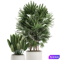 Beautiful small lush ornamental palm bushes in a white modern pot with strelitzia, Rhapis. Set 502. 3D Model Vray