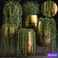 A collection of plants in luxury gold pots with Rowley's Crossberry, dyschidia, Succulents, hanging plants. Set 543. 3D Model Vray