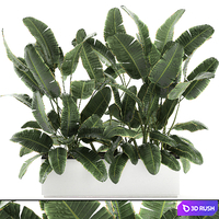 Beautiful lush thickets of bushes of plants in a white pot flowerbed with strelitzia, banana palm, ravenala. Set 590. 3D Model Vray