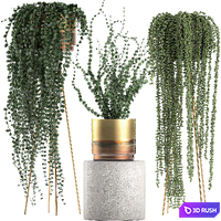 A collection of hanging plants in golden pots on legs with a crossberry, succulents, Dyschidia, luxury. Set 602. 3D Model Vray