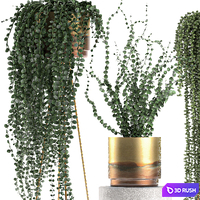 A collection of hanging plants in golden pots on legs with a crossberry, succulents, Dyschidia, luxury. Set 602. 3D Model Vray