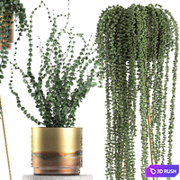 A collection of hanging plants in golden pots on legs with a crossberry, succulents, Dyschidia, luxury. Set 602. 3D Model Vray