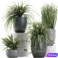 A collection of small bushes of indoor plants in black pots with Chlorophytum. Set 625. 3D Model Vray