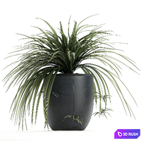 A collection of small bushes of indoor plants in black pots with Chlorophytum. Set 625. 3D Model Vray