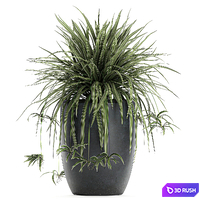 A collection of small bushes of indoor plants in black pots with Chlorophytum. Set 625. 3D Model Vray
