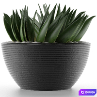 House Plant 23 3D Model Vray, Corona