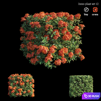 Ixora plant set 12 3D Model Vray, Corona