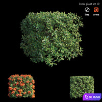 Ixora plant set 12 3D Model Vray, Corona