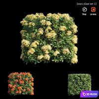Ixora plant set 12 3D Model Vray, Corona