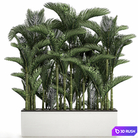 Beautiful decorative lush thickets of palm trees in a white potted flowerbed with palm Dipsis. Set 671. 3D Model Vray