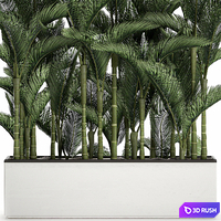 Beautiful decorative lush thickets of palm trees in a white potted flowerbed with palm Dipsis. Set 671. 3D Model Vray
