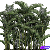 Beautiful decorative lush thickets of palm trees in a white potted flowerbed with palm Dipsis. Set 671. 3D Model Vray