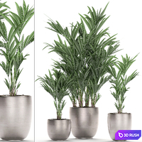 A collection of beautiful decorative palms in stylish pots with Howea forsteriana, Neanta palm. Set 696. 3D Model Vray