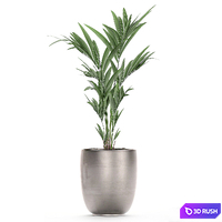 A collection of beautiful decorative palms in stylish pots with Howea forsteriana, Neanta palm. Set 696. 3D Model Vray