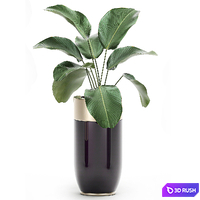 Collection of plants in beautiful Godwin Longhi pots with Palm, Cactus, Calathea lutea, Hovea, Prickly pear . Set 704. 3D Model Vray