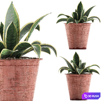 Plant collection 105 Agave 3D Model Vray, Corona