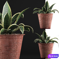 Plant collection 105 Agave 3D Model Vray, Corona