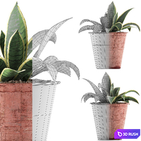 Plant collection 105 Agave 3D Model Vray, Corona