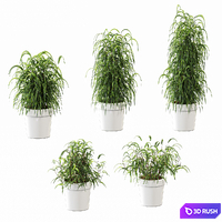Plant in the pot. 5 models 3D Model