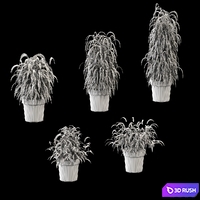 Plant in the pot. 5 models 3D Model Vray, Corona